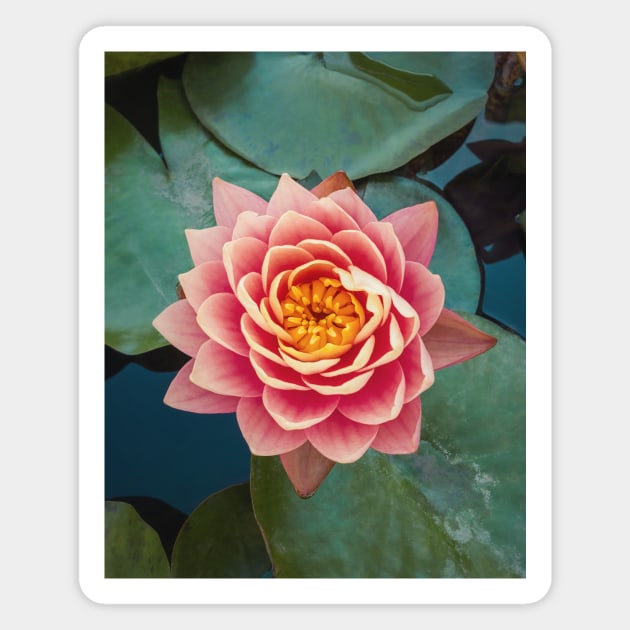 pink water lily Magnet by psychoshadow